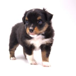 Blue Collar Boy - Black tri male Toy Australian Shepherd puppy in Hamilton, Montana from Bitterroot Toy Aussies