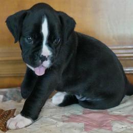 Pink - Brindle female Boxer puppy in Fayetteville, Tennessee from Euro Boxers of Tennessee