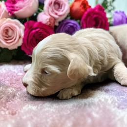 Lucy - Sable female Schnoodle puppy in Kentucky from Mrs Bs Teeny Schnauzers & Doodles