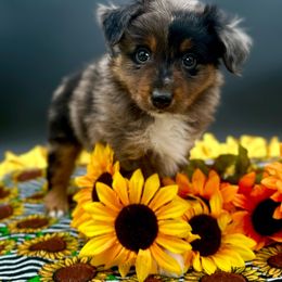 Boy 2 - Blue merle Miniature Australian Shepherd puppy in Buchanan, Georgia from Stanleyville Farm Mini Aussies