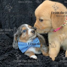 Dachshund and Golden Retriever Puppies from From the Heart Retrievers and Doxies