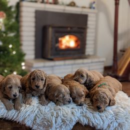 Goldendoodle Puppies from Park City Goldendoodles