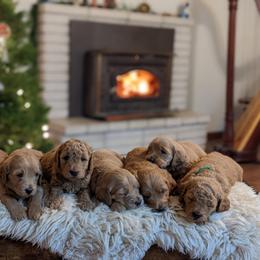 Goldendoodle Puppies from Park City Goldendoodles