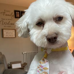 Desi - Havanese