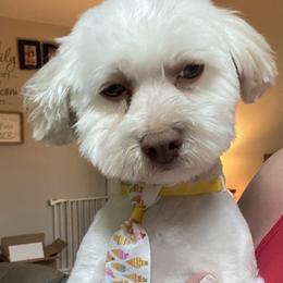 Desi - Havanese