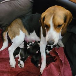 Beagles from Castle Beagles