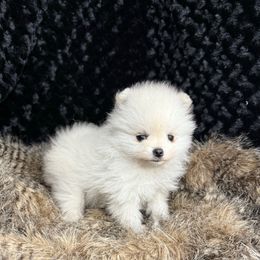 Bitty - Cream female Pomeranian puppy in Greenville, Georgia from Breezy Hill Poms