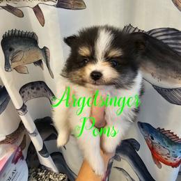 Mileena - Black and tan parti female Pomeranian puppy in Indianola, Iowa from Argetsinger Poms