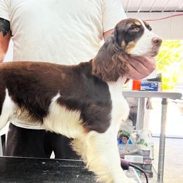 Roux - English Springer Spaniel
