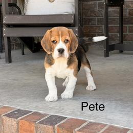 Pete - Black tan and white male Beagle puppy in Mansfield, Missouri from Rippee Creek Kennel