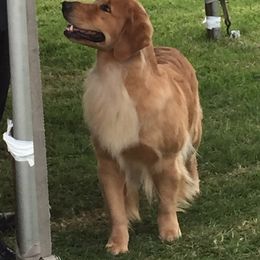 Golden Retriever All Grown Up from Briton Goldens