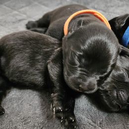 Labrador Retriever Puppies from Steele Caliber Retrievers