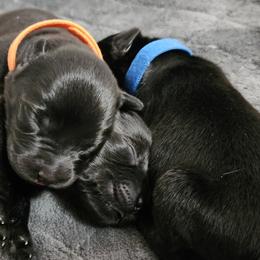 Labrador Retriever Puppies from Steele Caliber Retrievers