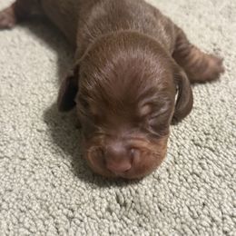 Zeus - Chocolate and tan male Dachshund puppy in Hardy, Arkansas from Tracy's Dachshunds