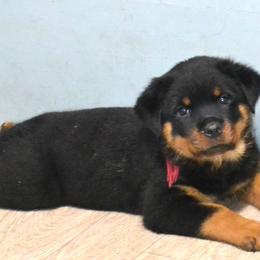 RED COLLAR FEMALE - Black and mahogany female Rottweiler puppy in Dawson Springs, Kentucky from Lakeview Rottweilers