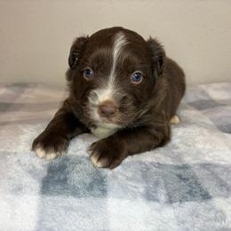 Griffin - Red tri male Miniature Australian Shepherd puppy in Brenham, Texas from Stone N Rose Kennels