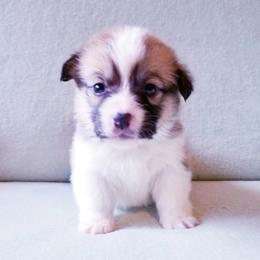 American Corgi and Pembroke Welsh Corgi Puppies from Whimsical Treasure Corgis