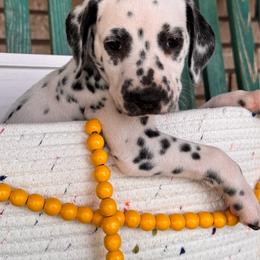Popsicle - White and black female Dalmatian puppy in Melrose, New Mexico from ECMO Farm Dalmatians & Labrador Retrievers