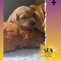 Yellow Collar - Sun - Yellow female Labrador Retriever puppy in Sumerduck, Virginia from Cedar Mountain Retrievers
