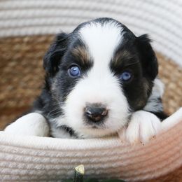 Miniature Australian Shepherd Puppies from Firefly River Mini Aussies