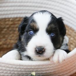 Miniature Australian Shepherd Puppies from Firefly River Mini Aussies