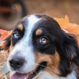 Australian Shepherds from Small Town Australian Shepherds