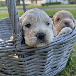 Cockapoo Puppies from East St. Poodles & Doodles