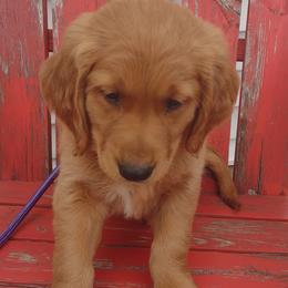 Boy 4 - Dark golden male Golden Retriever puppy in Grand Meadow, Minnesota from Root River Retrievers
