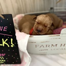 Golden Retriever Puppies from Sunshine Mountain Retrievers