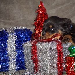Rottweiler Puppies from Mountain High Kennels