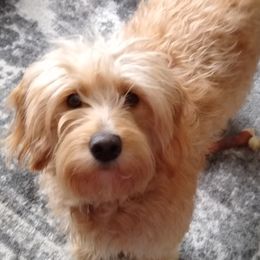 Aussiedoodles, Bernedoodles, Goldendoodles, and Sheepadoodles from Country Meadow Doodles