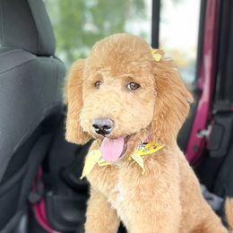Freya - Goldendoodle