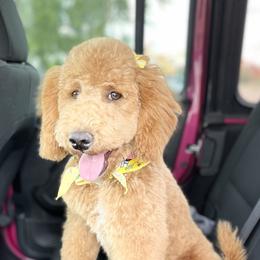 Freya - Goldendoodle