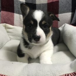 Pembroke Welsh Corgi Puppies from Hammon Pembroke Welsh Corgis