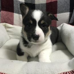 Pembroke Welsh Corgi Puppies from Hammon Pembroke Welsh Corgis