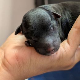 Jin - White and black male Chinese Crested puppy in San Antonio, Texas from Charming Cresteds Kennel