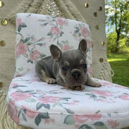 French Bulldog Puppies from For the Luv of Frenchies