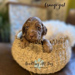 Orange - Merle female Goldendoodle puppy in Valdese, North Carolina from Doodling All Day Goldendoodles