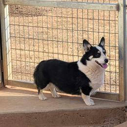 Roscoe - Pembroke Welsh Corgi