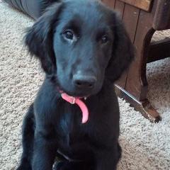 Flat-Coated Retriever Puppies from Beacon's Flat-Coated Retrievers