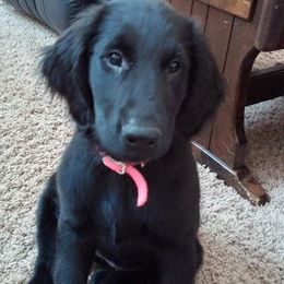 Flat-Coated Retriever Puppies from Beacon's Flat-Coated Retrievers