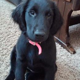 Flat-Coated Retriever Puppies from Beacon's Flat-Coated Retrievers