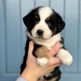 Uno - Black tri female Miniature American Shepherd puppy in Herriman, Utah from Painted Blue Aussies