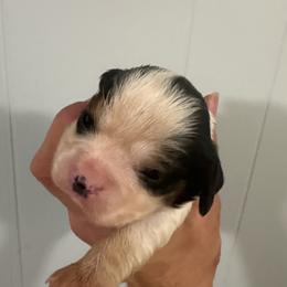 Amos - Tri-color male Cavalier King Charles Spaniel puppy in Walterboro, South Carolina from Puddlejumpers