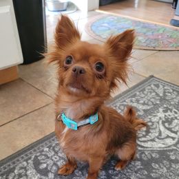 Ruby - Chihuahua
