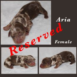 Aria - Dapple female Dachshund puppy in Paris, Texas from Kuttin’ Up Mini Aussies