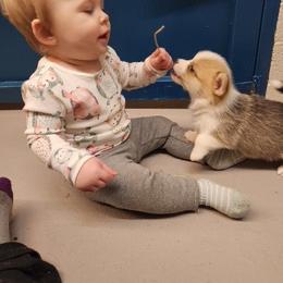 Bulldog and Pembroke Welsh Corgi Puppies from Salted Rim Corgis