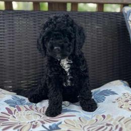 Maple - Black and white female Bernedoodle puppy in Statesville, North Carolina from Loves legacy Doodles