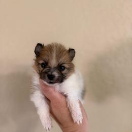 Trig - Orange parti male Pomeranian puppy in Phoenix, Arizona from Luxpomz