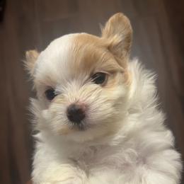 Valentino - White male Maltipoo puppy in Long Island, New York from Minipaws kennel